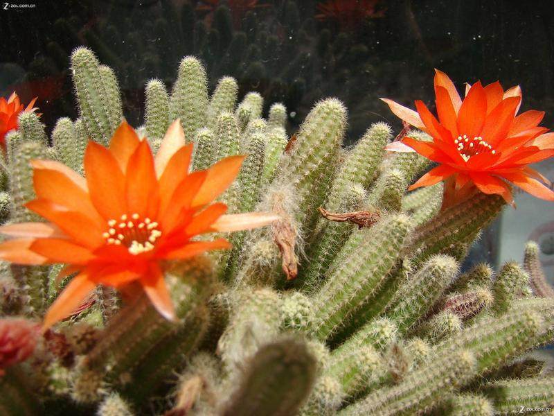 星空app官方网页